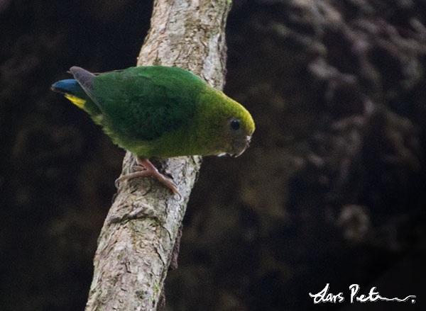 Yellow-capped Pygmy Parrot